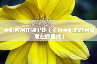 手机应用在哪里找（苹果手机的应用管理在哪里找）